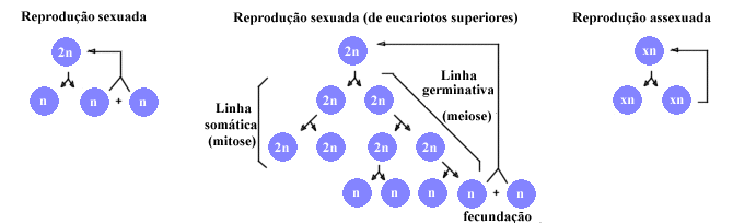 Reprodução.gif